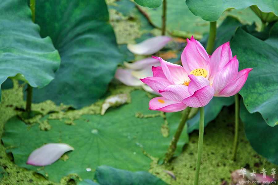 鸟语蝉鸣时光刻度